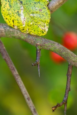 Crataegus laevigata 'Gireoudii' - hloh obecný - kolcový trn